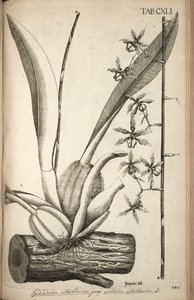 ピットのOncidioidesイラスト（syn。Guarianthe非常に高いacq） 作： Nikolaus Joseph von Jacquin